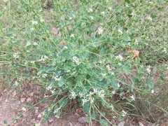 Guardiola platyphylla