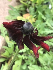 Rudbeckia amplexicaulis