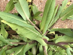 Rudbeckia amplexicaulis
