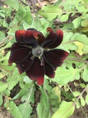 Rudbeckia amplexicaulis
