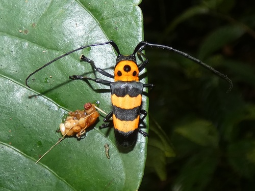 Oedudes spectabilis