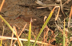 Rallus tenuirostris