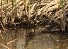 Rallus tenuirostris