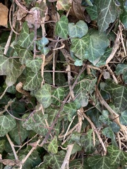 Hedera helix