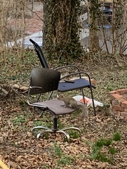 Sciurus carolinensis