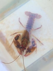 Lacunicambarus dalyae