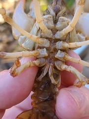 Lacunicambarus dalyae