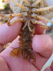 Lacunicambarus dalyae