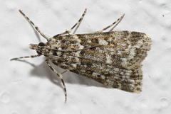 Eudonia lineola