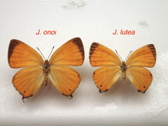 Japonica onoi