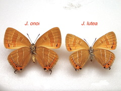 Japonica onoi