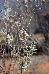 Atriplex stipitata