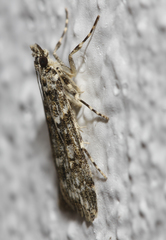 Eudonia lineola