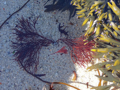 Furcellaria lumbricalis