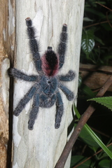 Avicularia variegata