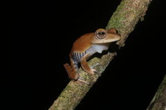 Boana calcarata