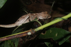 Anolis chrysolepis