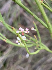Leptomeria drupacea