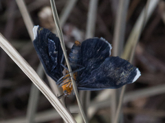 Melanchroia chephise