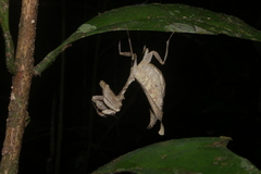 Plesiacanthops tuberculata