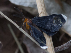 Melanchroia chephise