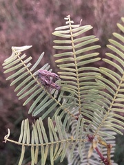 Naupactus xanthographus