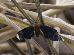 Melanchroia chephise