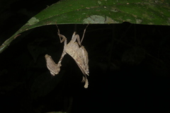Plesiacanthops tuberculata