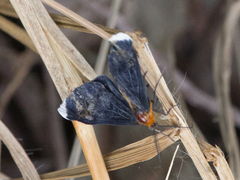 Melanchroia chephise