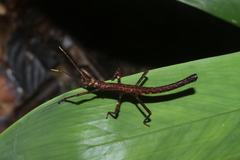 Creoxylus