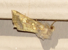 Papaipema cataphracta