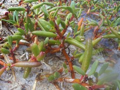 Sesuvium edmonstonei