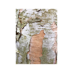 Betula utilis jacquemontii