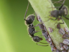Camponotus