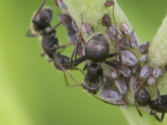 Camponotus
