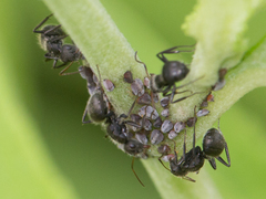 Camponotus