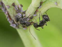 Camponotus