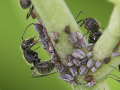 Camponotus