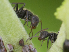 Camponotus
