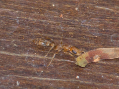 Pseudomyrmex