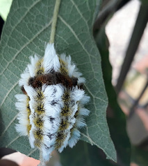 Megalopyge defoliata