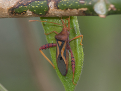 Crinocerus sanctus
