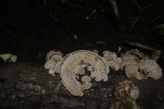 Trametes menziesii