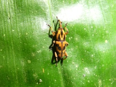 Metamasius cerasinus