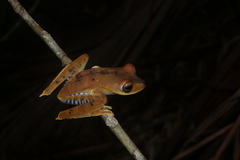 Boana calcarata