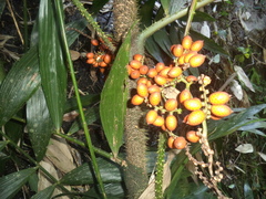 Calamus acanthospathus