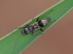 Pseudoparomius linearis