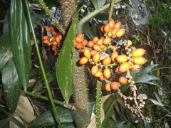 Calamus acanthospathus