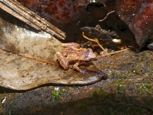 Diasporus quidditus