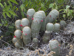 Mammillaria columbiana columbiana